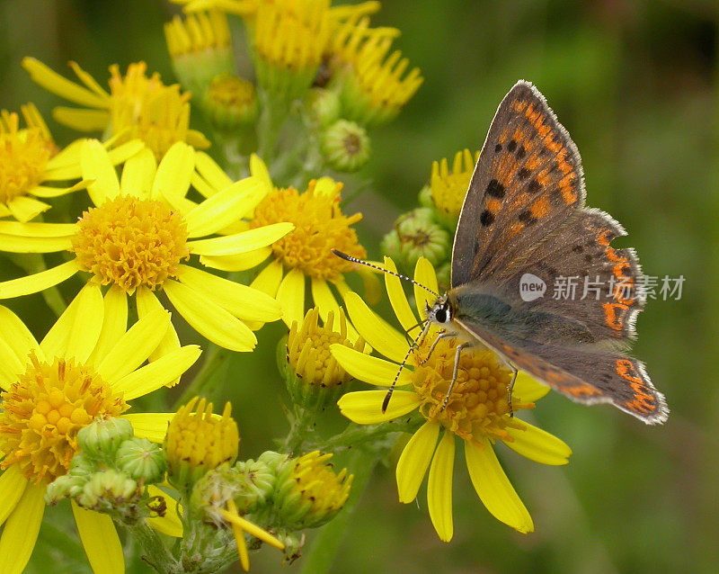 灰铜蝶(Lycaena tityrus)雌性